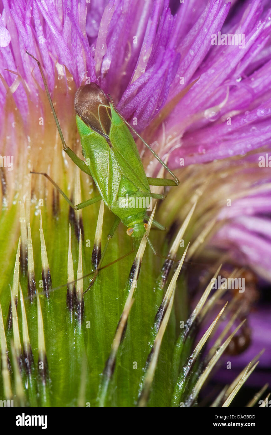 Bug del capside (Calocoris affinis), a Thistle, Germania Foto Stock