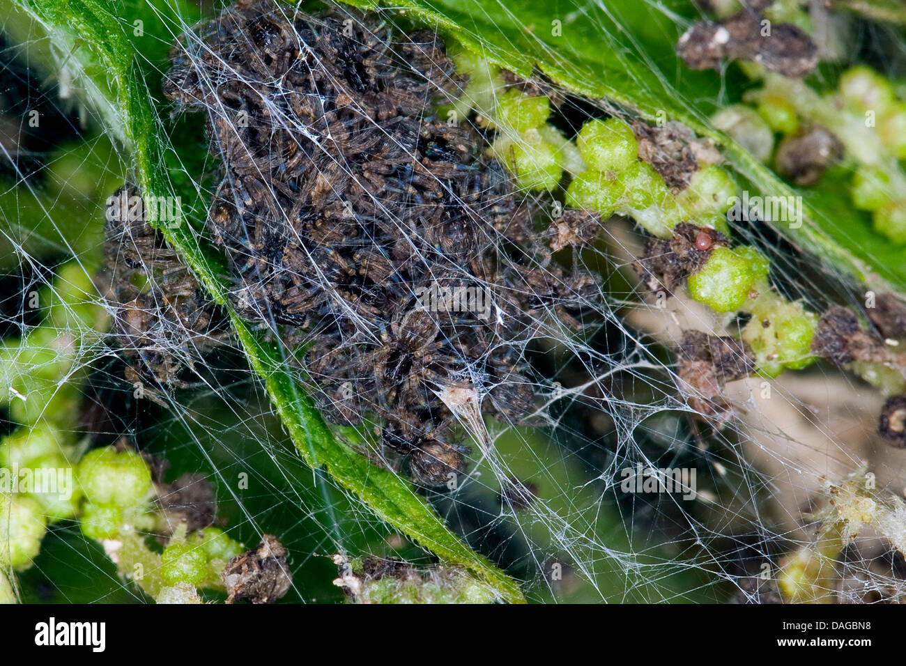 Vivaio spider web, fantastica pesca spider (Pisaura mirabilis), giovani ragni nel nido, Germania Foto Stock