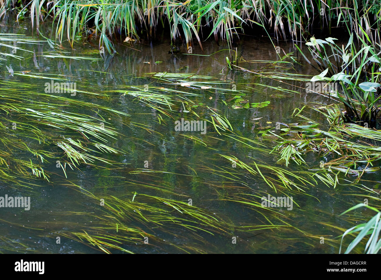 Arrowhead (Sagittaria sagittifolia), con foglie di diverse forme di sommerso e su acqua lascia, Germania Foto Stock