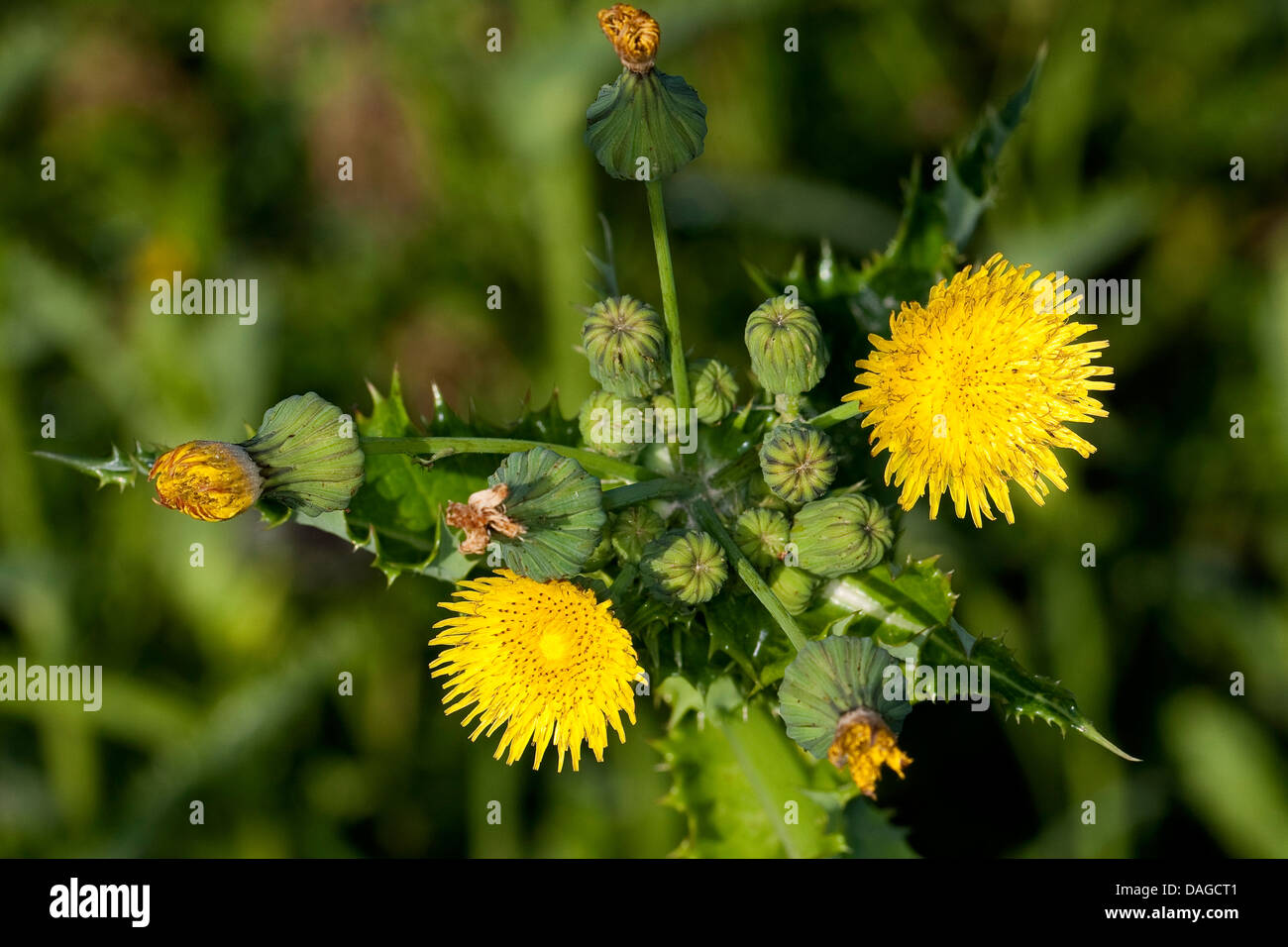 Sharp-frange Sow Thistle, fico d'India Sow Thistle, spinoso Sow Thistle, spinoso-lasciava Sow Thistle, Sharp-frange Sowthistle, fico d'India, Sowthistle Sowthistle spinosa, spinoso-lasciava Sowthistle (Sonchus asper), fioritura, Germania Foto Stock