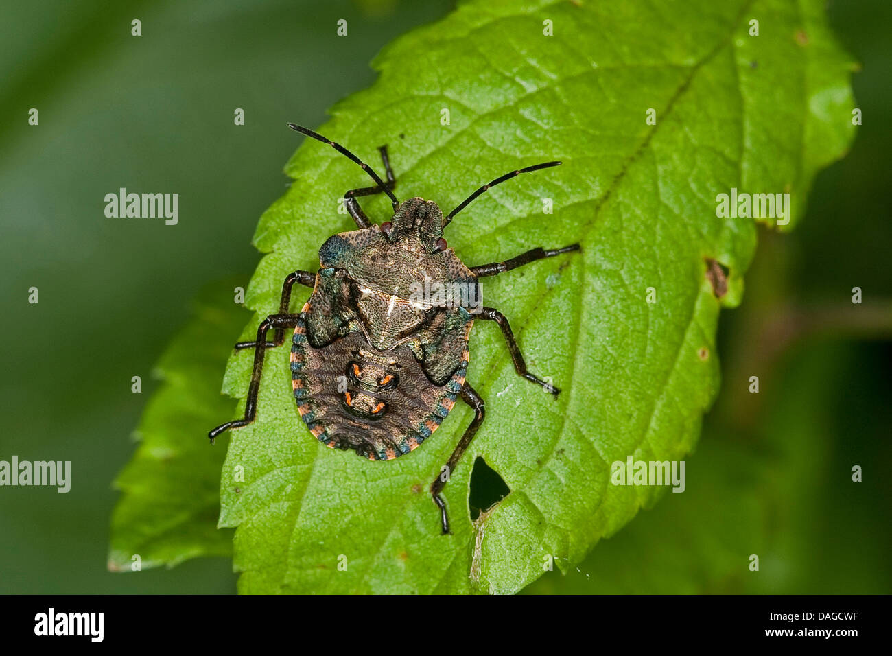 Forest bug (Pentatoma rufipes), larva negli ultimi (5.) stadio larvale, Germania Foto Stock