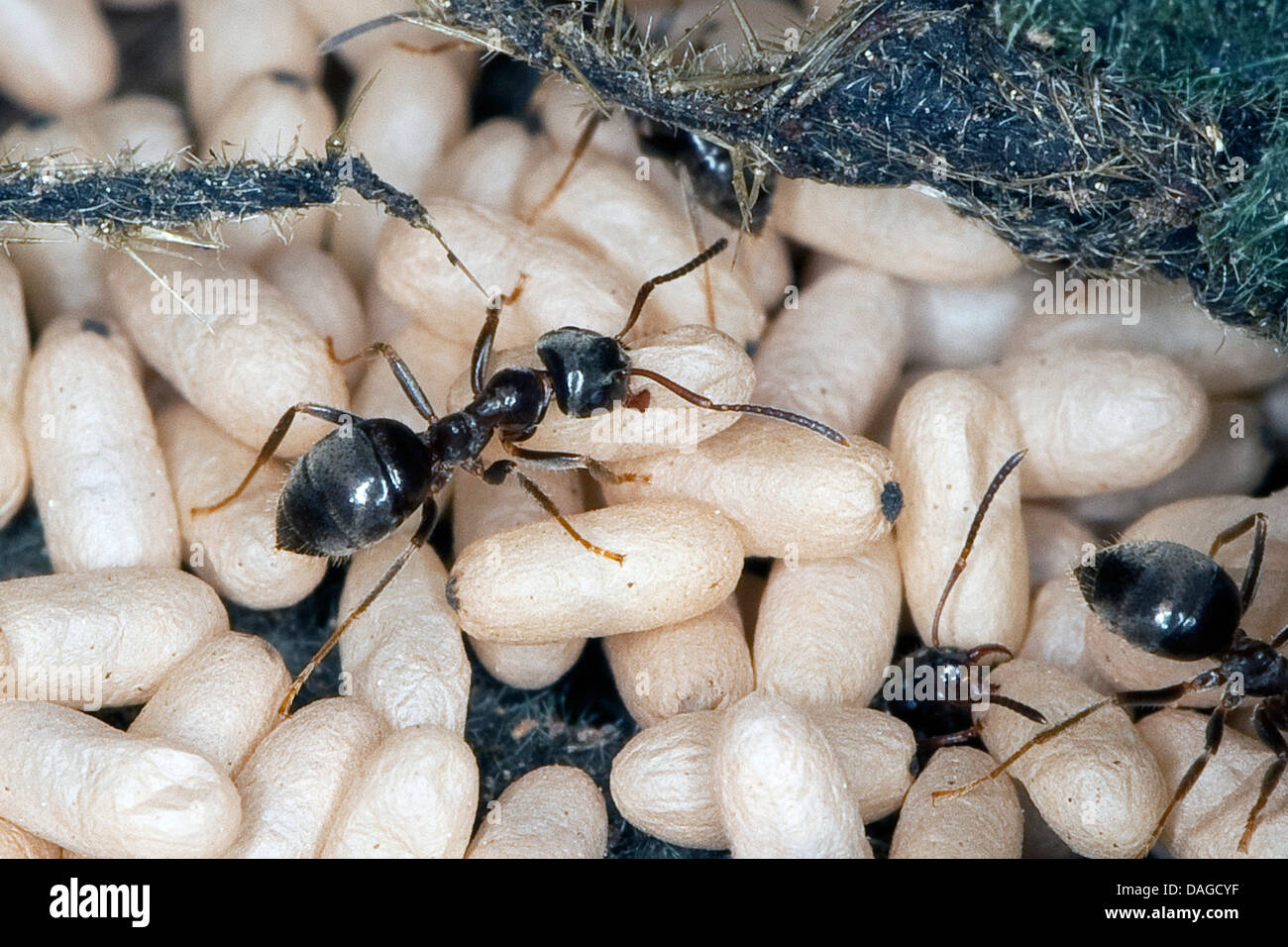 Nero Garden, comune Black Ant (Lasius s. str., wahrscheinlich Lasius niger), nido con pupas e lavoratori, Germania Foto Stock