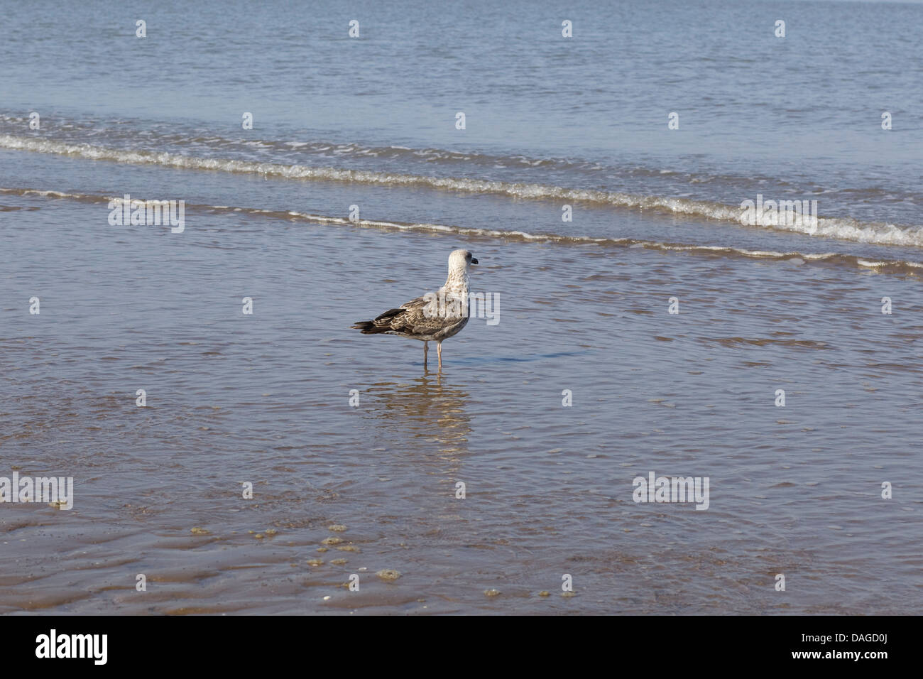 Baby Seagull sguazzare nel surf Foto Stock