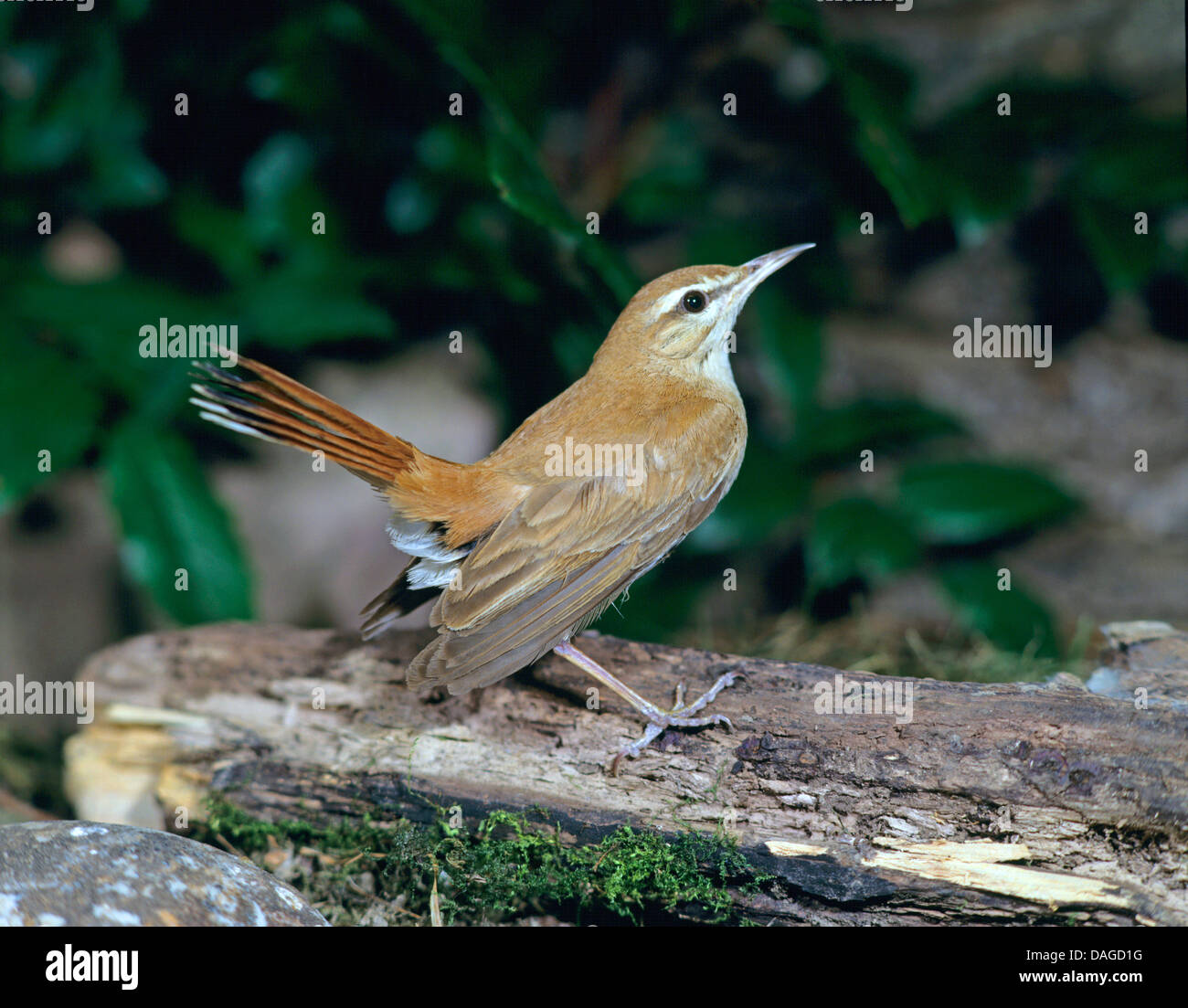 Rufous scrub robin, rufous-tailed scrub robin, rufous trillo (Agrobates galactotes, Cercotrichas galactotes), seduti su legno morto Foto Stock