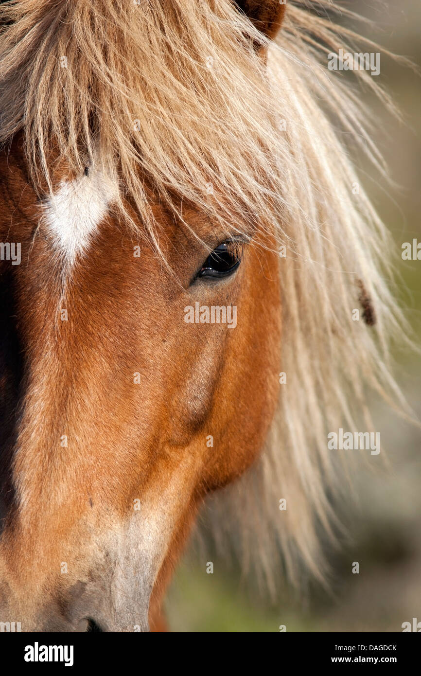 Cavallo islandese - Islanda Foto Stock