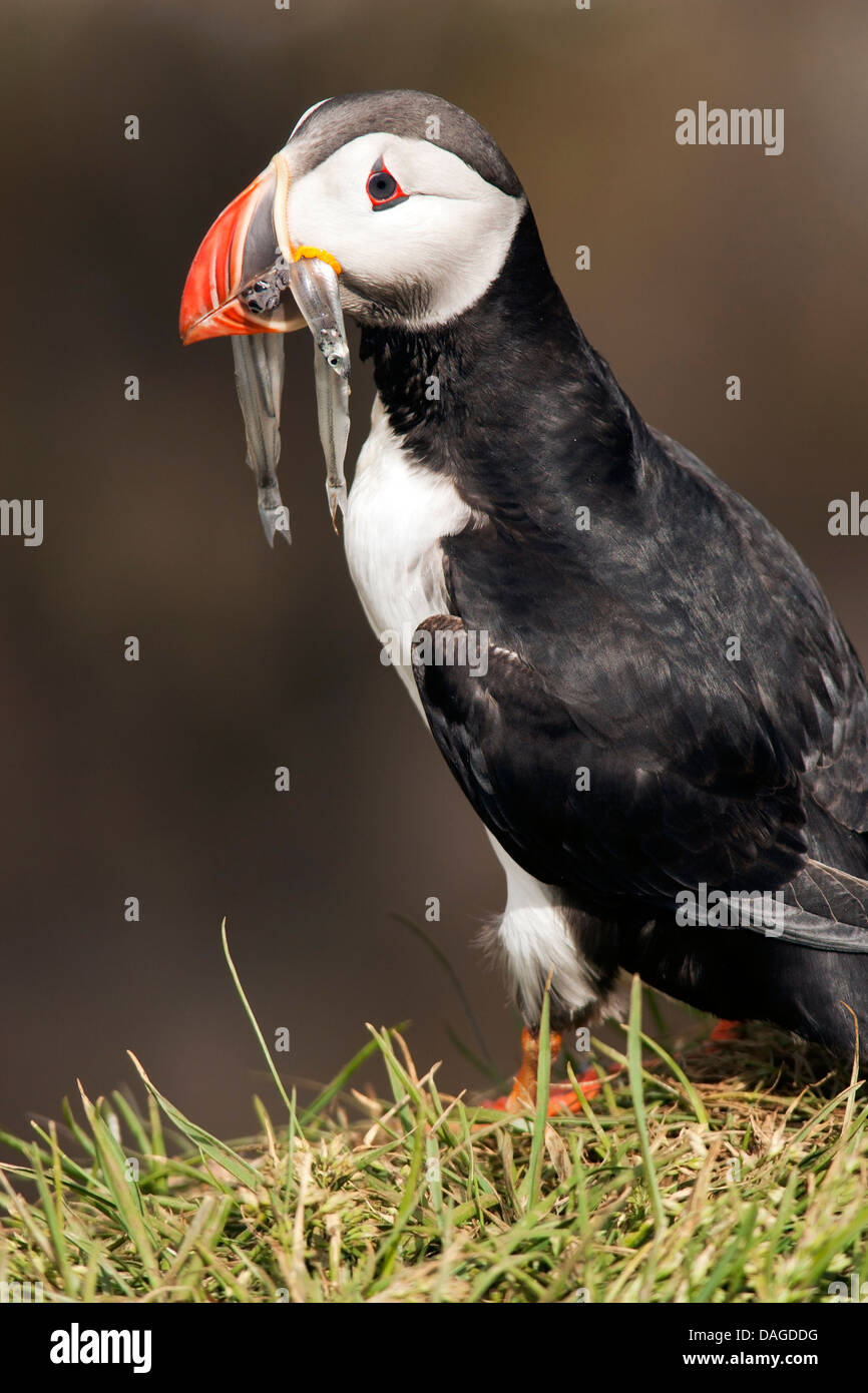 Atlantic Puffin (fratercula arctica) - Borgarfjorour Marina, Islanda Foto Stock