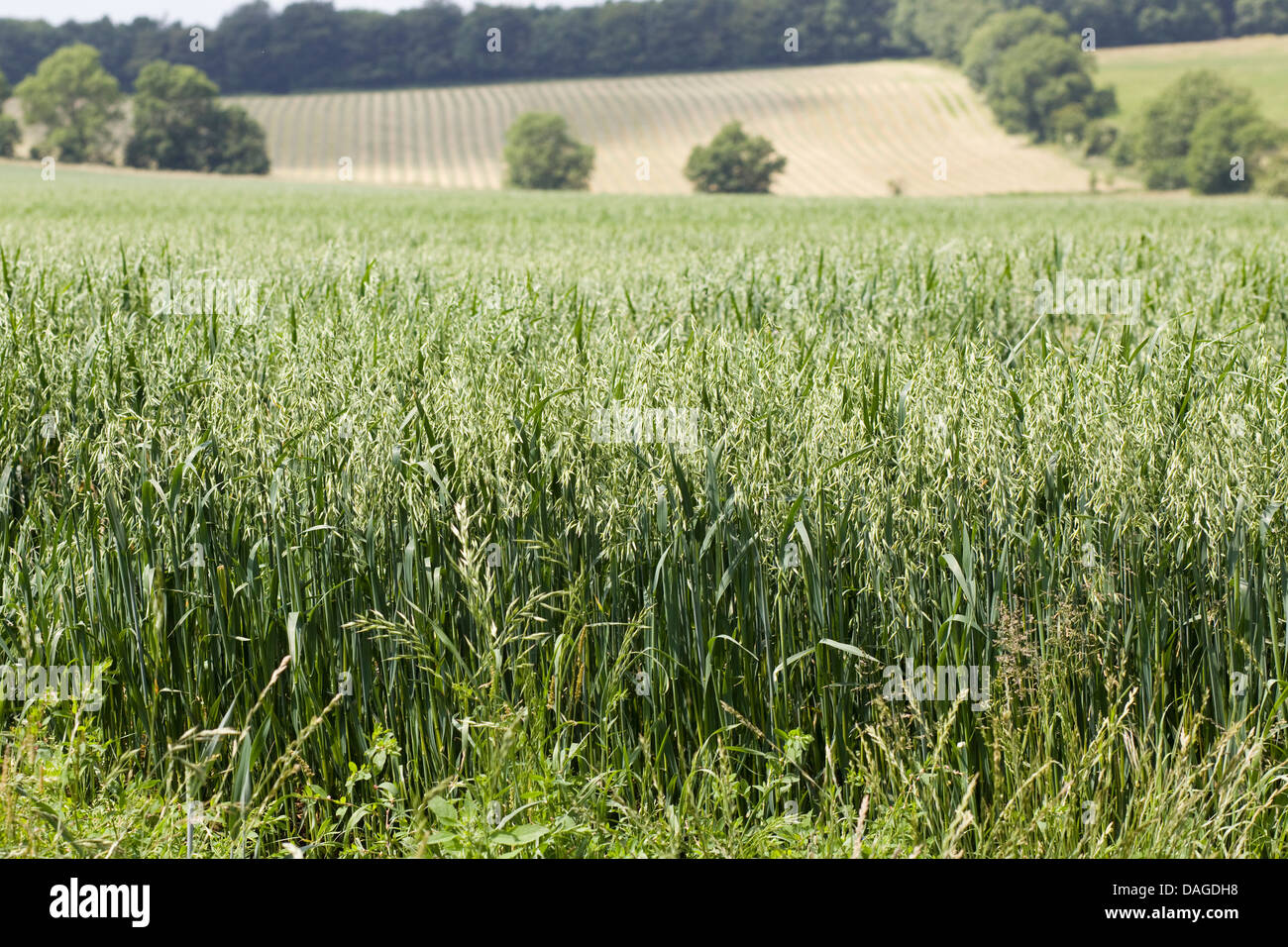 Inizio campo di grano Foto Stock