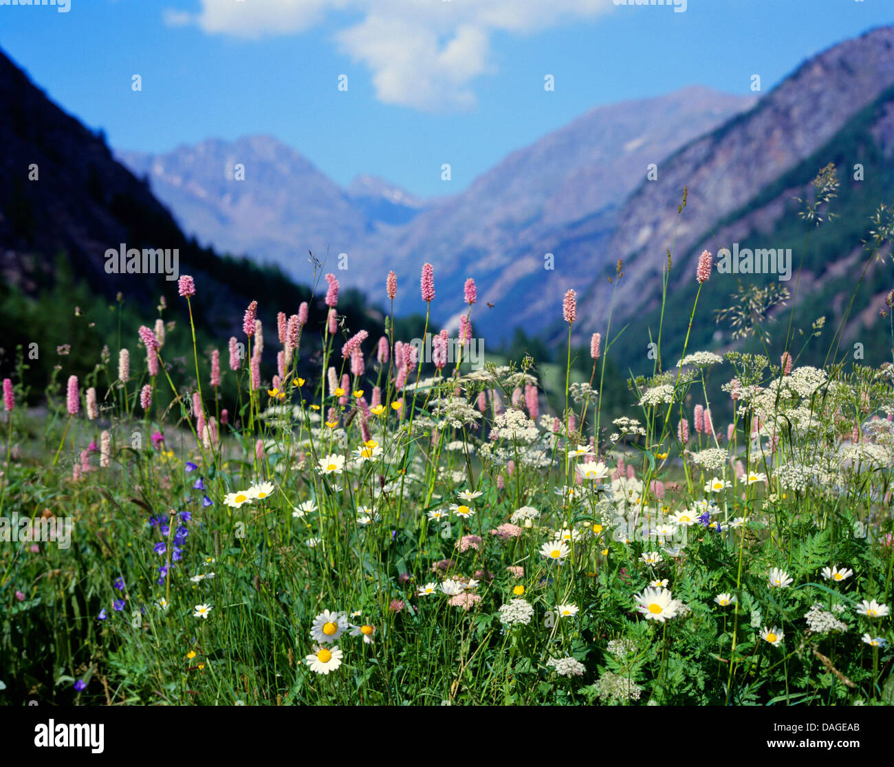 Prato alpino con bistort e daisy, Austria Foto Stock