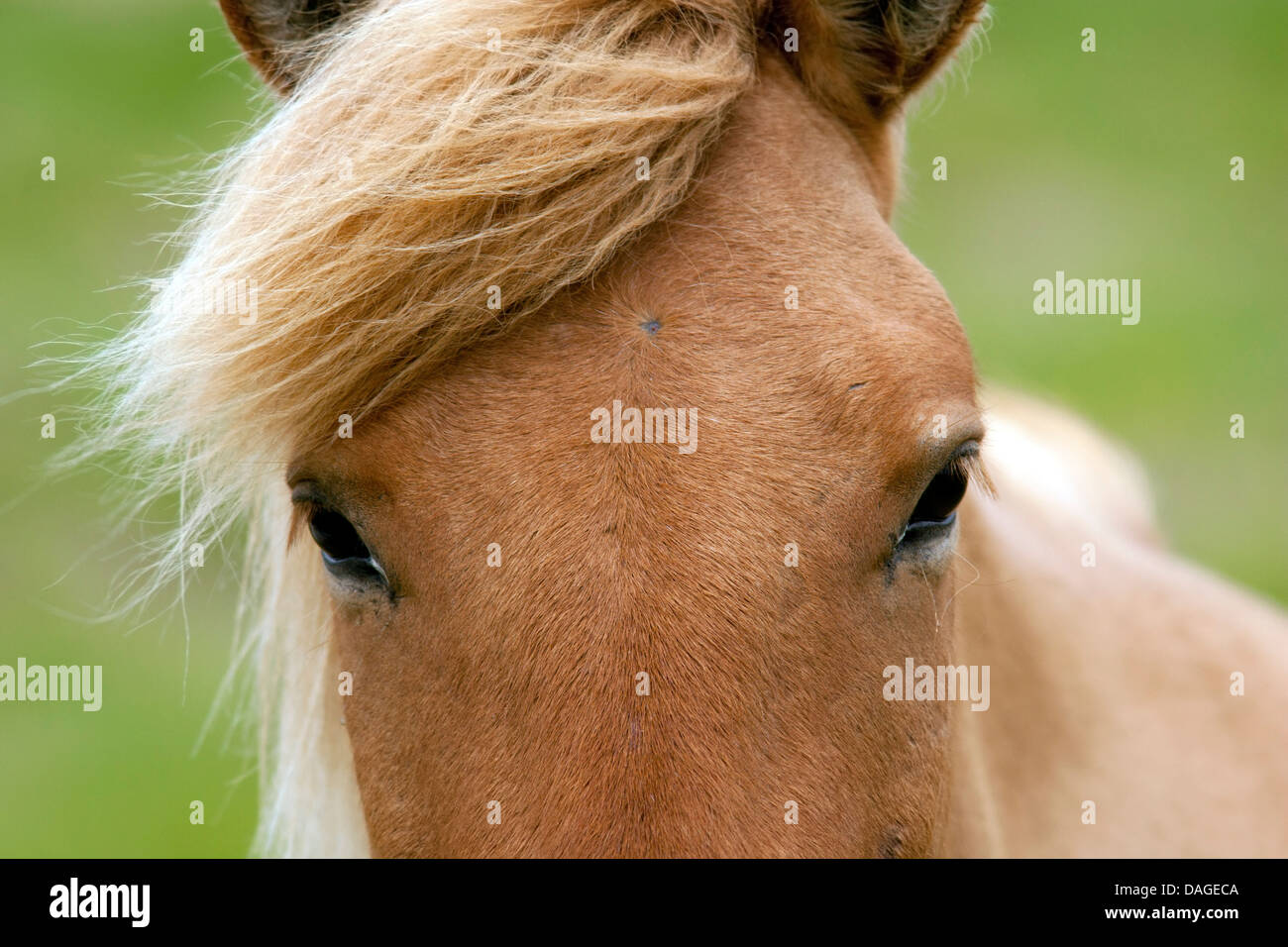 Cavallo islandese - Islanda Foto Stock