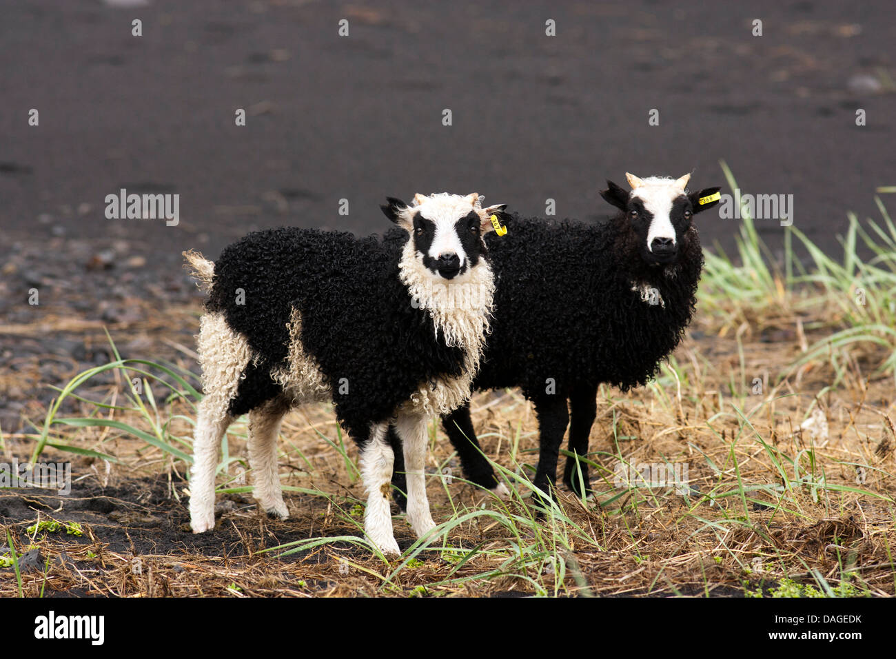 Icelandic Sheep - vicino a Vik mi Myrdal, Sud Islanda Foto Stock