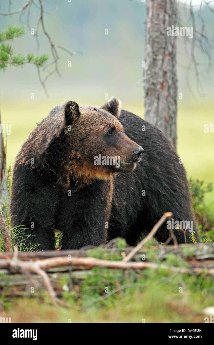 Unione l'orso bruno (Ursus arctos) rovistando tra gli alberi. Chiamato anche; orso bruno, Alaskan orso bruno e Kodiak Bear. Foto Stock