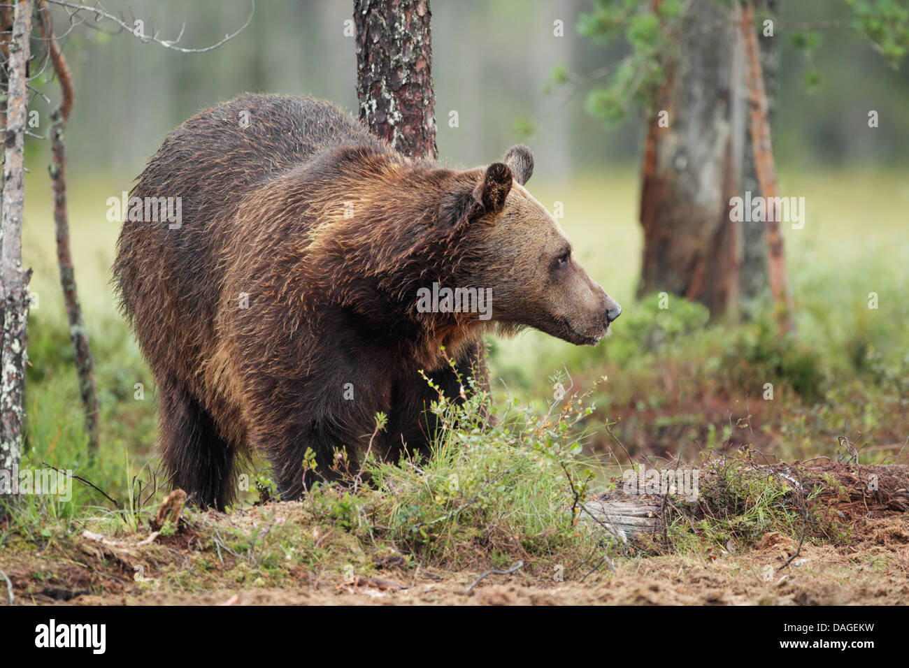 Unione l'orso bruno (Ursus arctos) rovistando tra gli alberi. Chiamato anche; orso bruno, Alaskan orso bruno e Kodiak Bear. Foto Stock