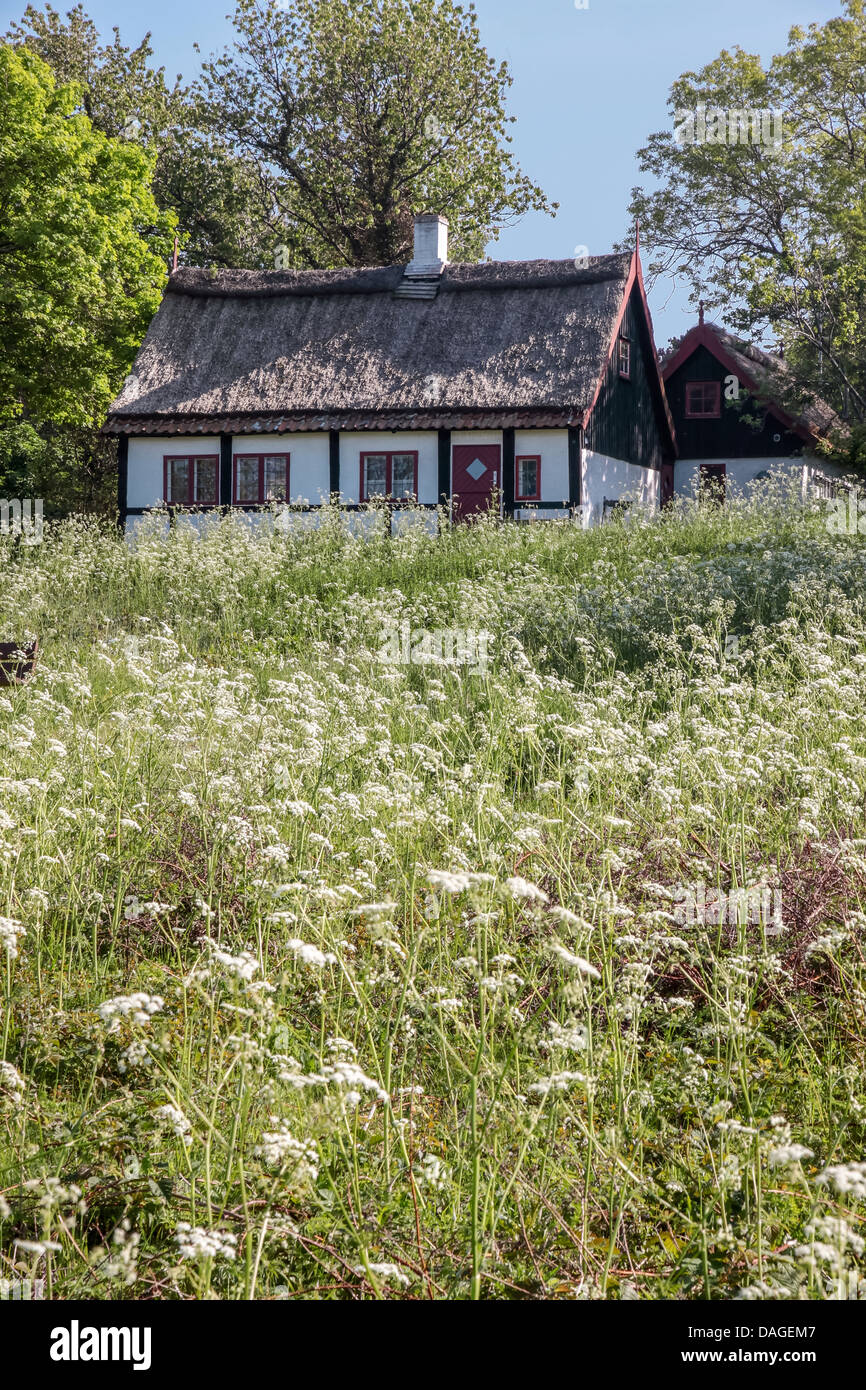 Idilliaco cottage con il tetto di paglia con molla sul prato di Bornholm, Danimarca Foto Stock