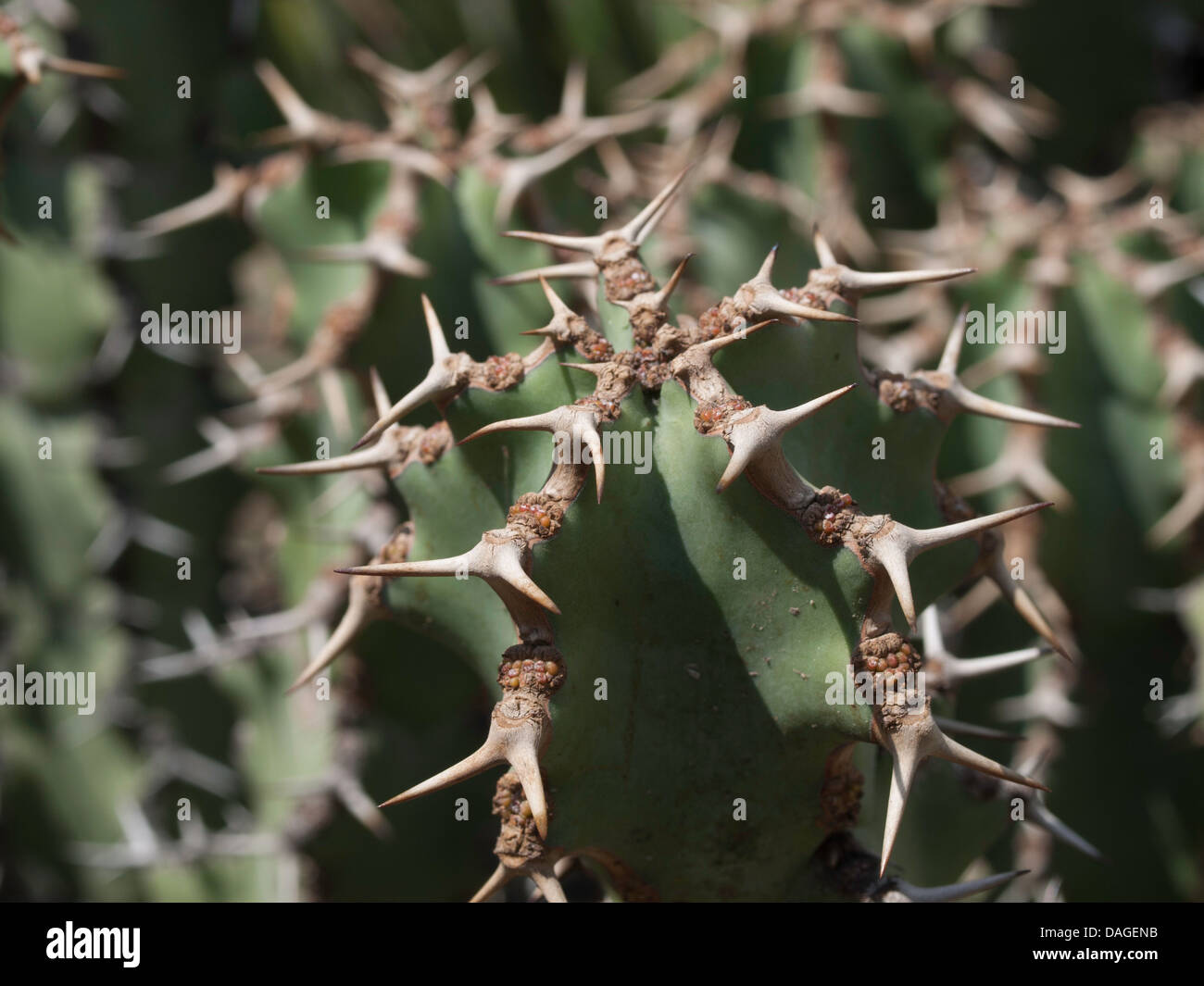 Gifboom o albero di veleno; Euphorbia virosa Wild.; Sud Africa Foto Stock