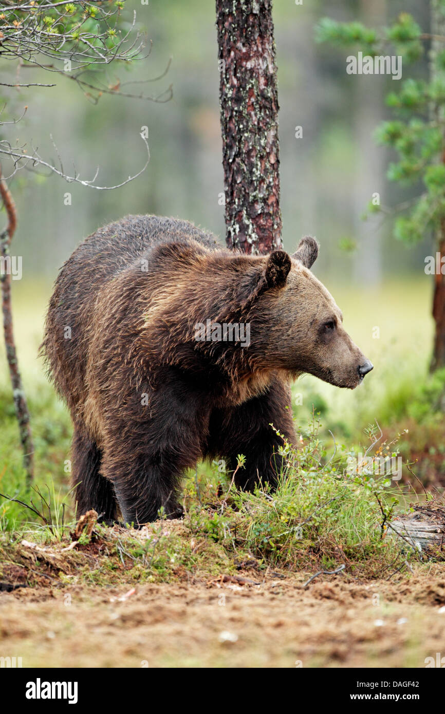 Unione l'orso bruno (Ursus arctos) rovistando tra gli alberi. Chiamato anche; orso bruno, Alaskan orso bruno e Kodiak Bear. Foto Stock