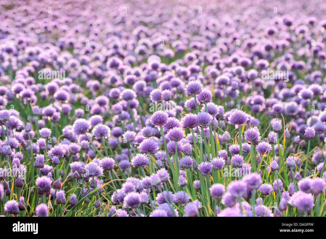 Onion area campo vicino Arsdale su Bornholm, Danimarca Foto Stock