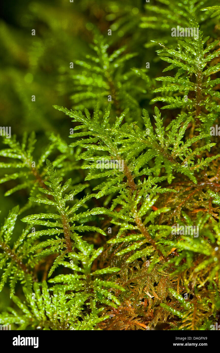 Scintillante di legno-moss, gradino-passo Moss, Scaletta Moss, Step-moss, Mountain Fern Moss, Fern-Moss (Hylocomium splendens, syn. Hylocomium proliferum), Germania Foto Stock
