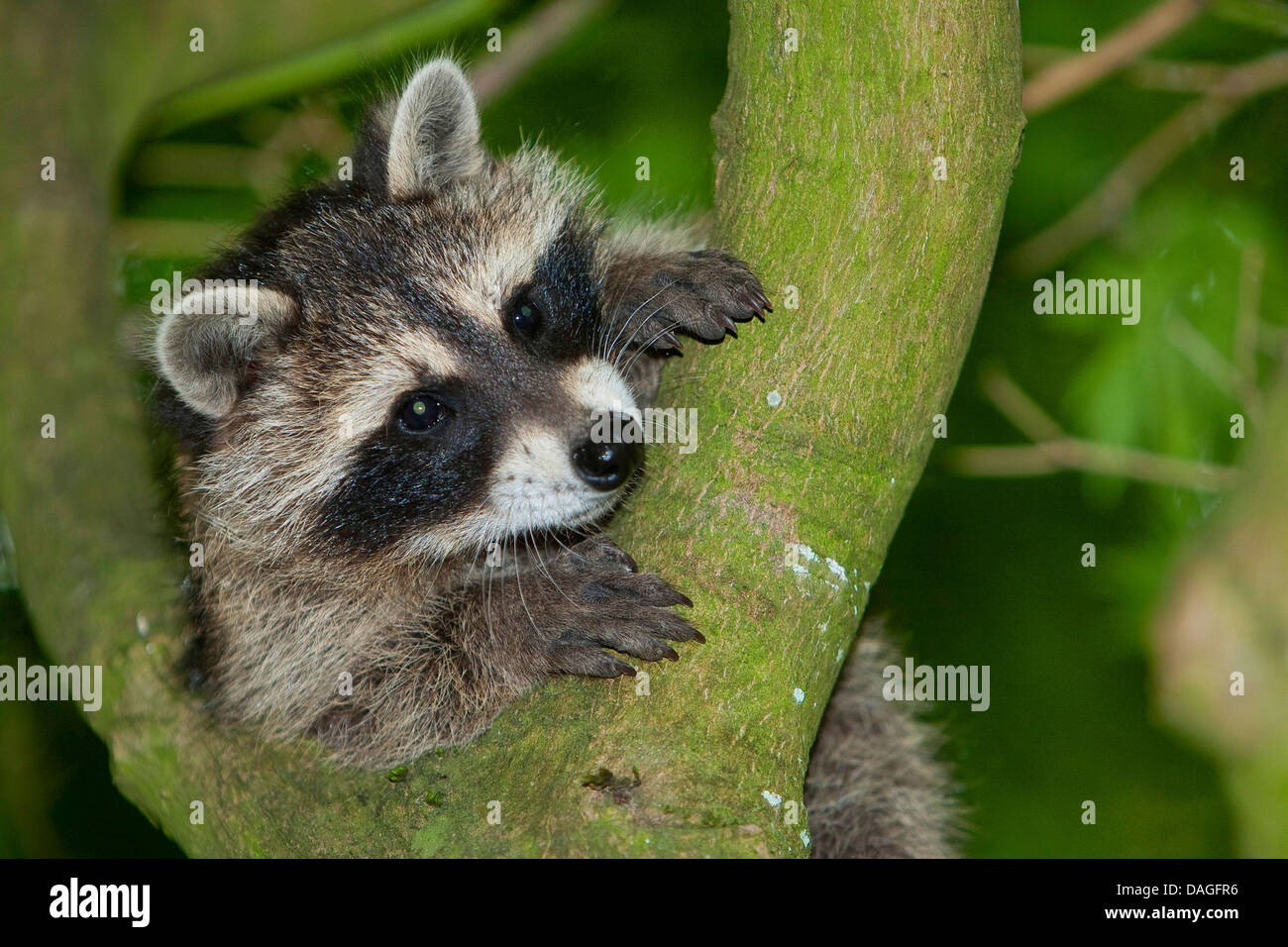 Procione comune (Procione lotor), tre mesi di età giovane animale arrampicata su un albero, Germania Foto Stock