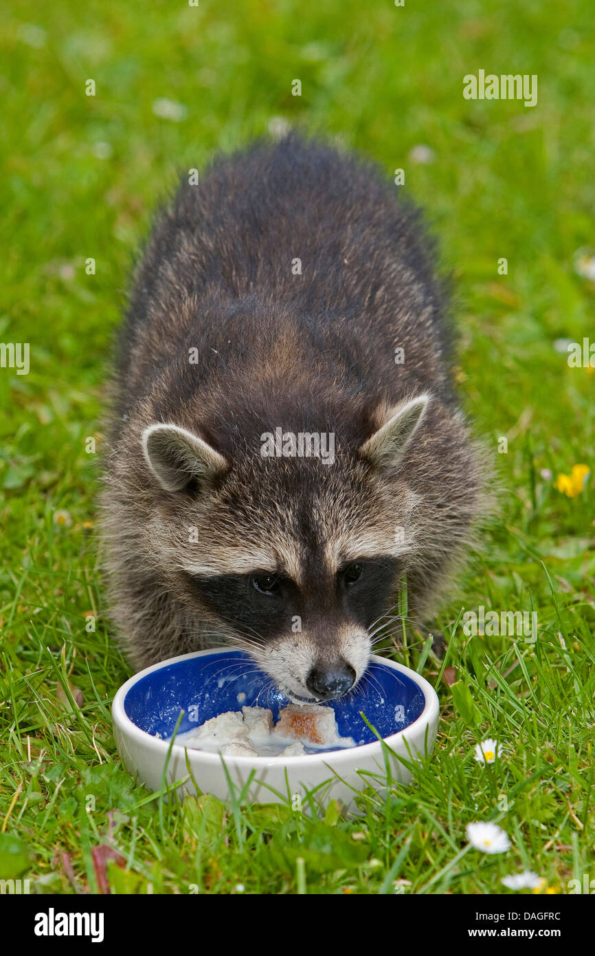 Procione comune (Procione lotor), giovane animale in un prato alimentazione in uscita di un piatto di alimentazione, Germania Foto Stock