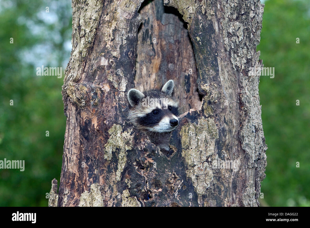 Procione comune (Procione lotor), tre mesi animale giovane seduto nel suo foro albero e guardando fuori, Germania Foto Stock