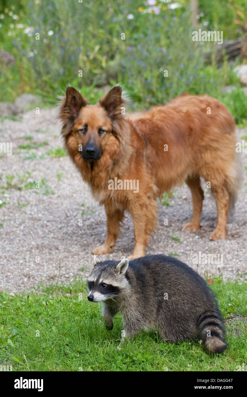 Procione comune (Procione lotor), tame pup chummy con il cane, friedship tra cane e animale selvatico, Germania Foto Stock