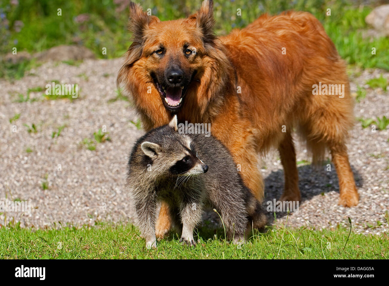 Procione comune (Procione lotor), tame pup chummy con il cane, friedship tra cane e animale selvatico, Germania Foto Stock