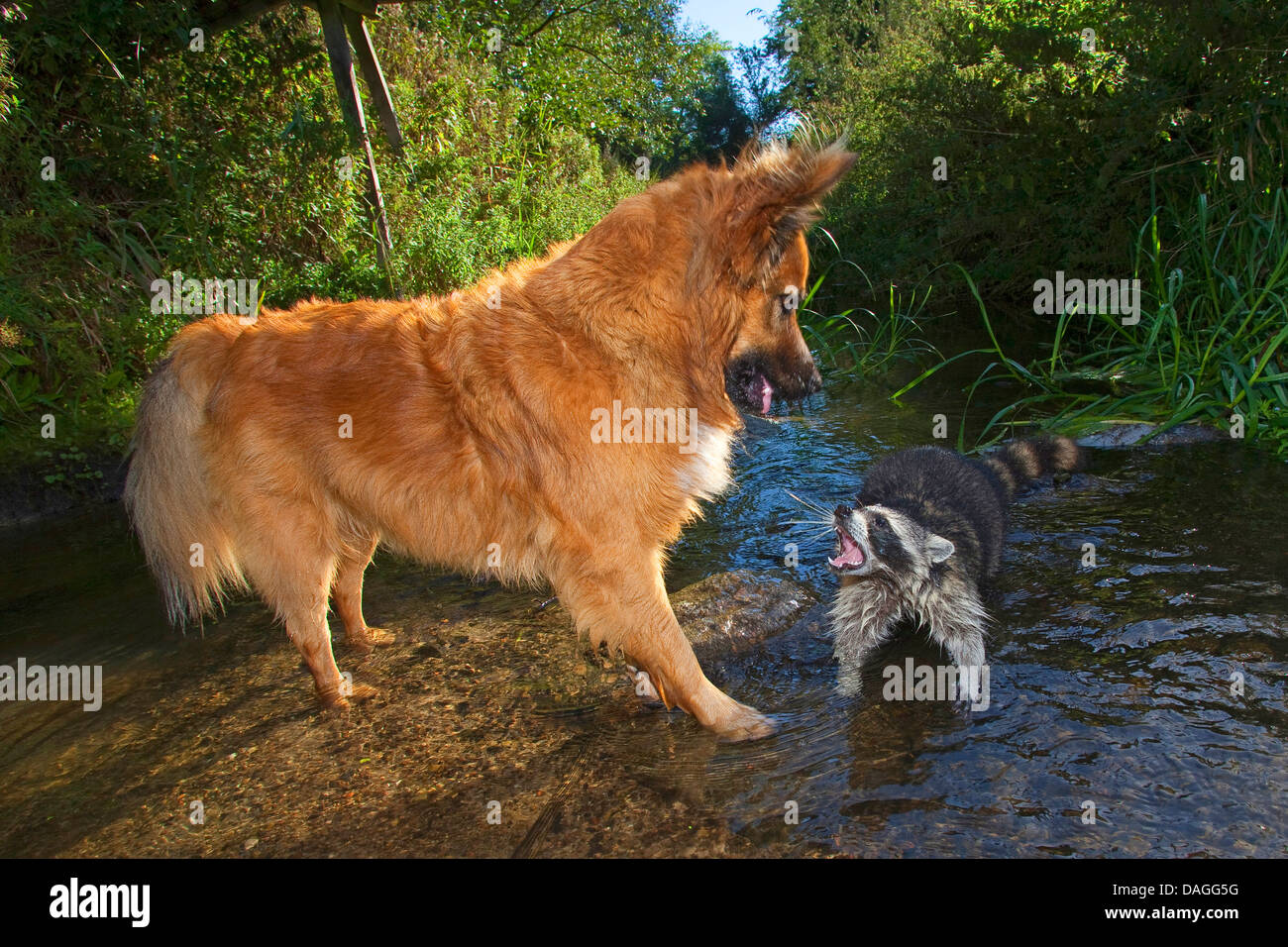 Procione comune (Procione lotor), tame pup chummy con il cane, giocare insieme a un ruscello, friedship tra cane e animale selvatico, Germania Foto Stock