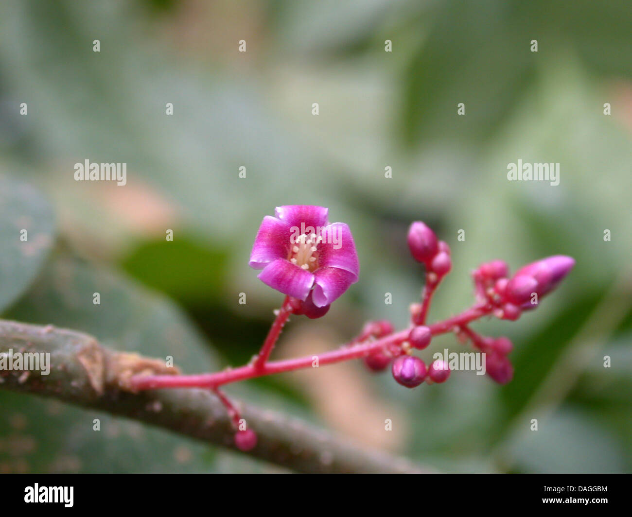 Starfruit, carambole frutta, bilimbi, belimbing, Cinese star fruit, cinque-frutta angolata, star apple (Averrhoa carambola), infiorescenza Foto Stock