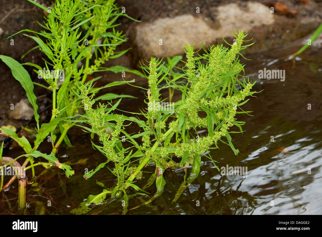 Golden dock, lato mare (dock Rumex maritimus), fioritura su un litorale, Germania Foto Stock