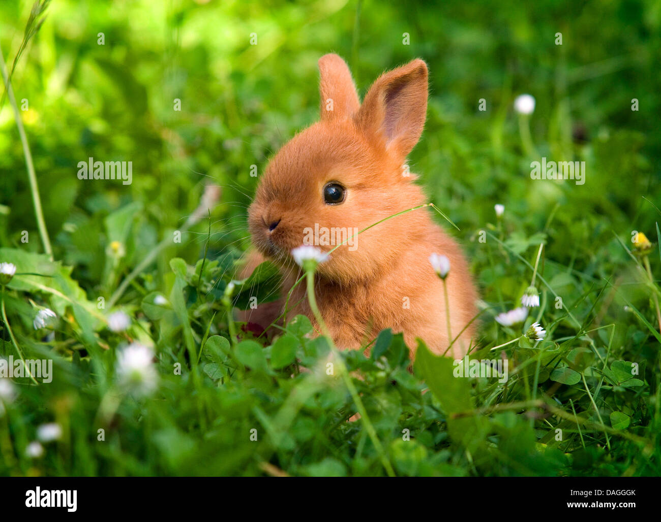 Nuova Zelanda coniglio rosso (oryctolagus cuniculus f. domestica), giovani Nuova Zelanda coniglio rosso su un prato Foto Stock