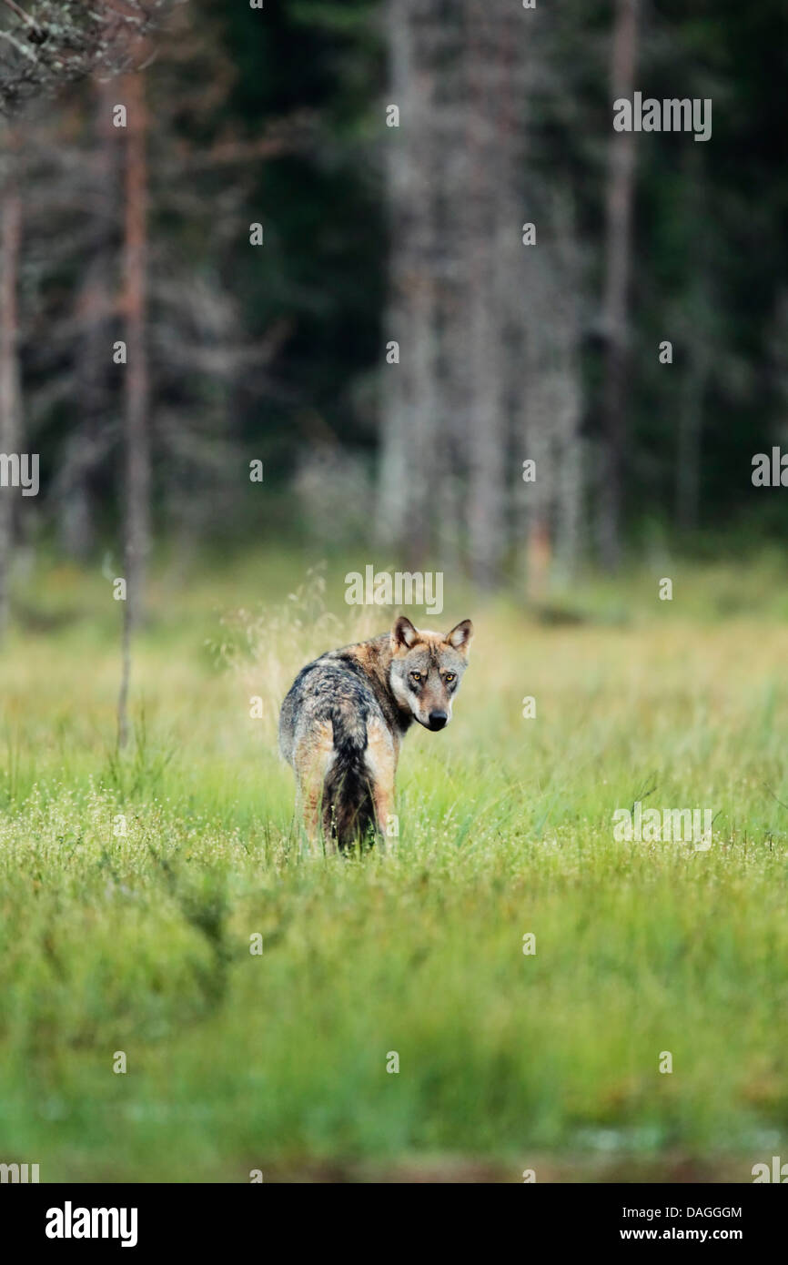 Unione lupo (Canis lupus) in piedi in un prato umido Foto Stock