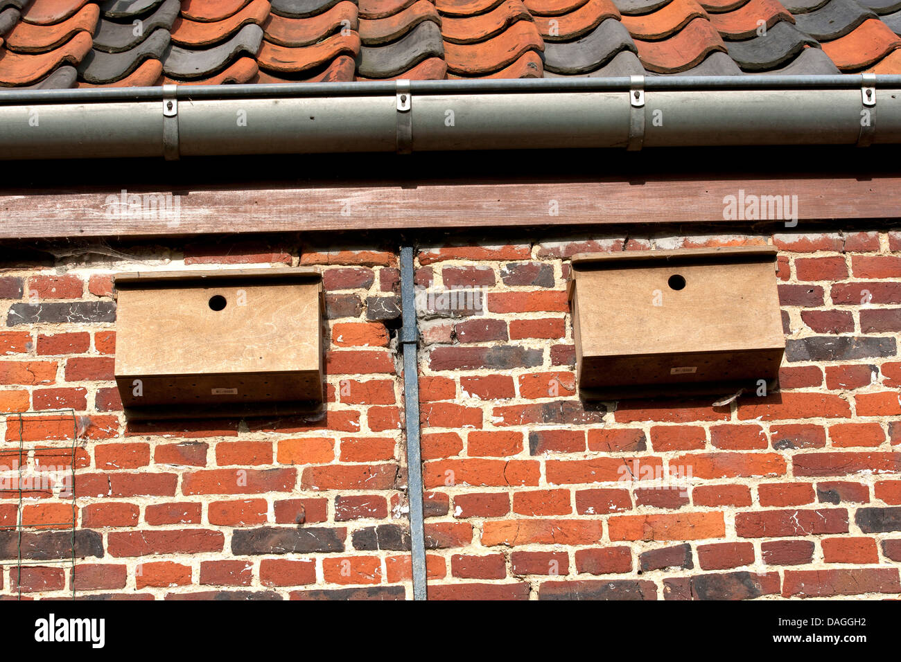 Due scatole di nido in corrispondenza di un muro di casa, Belgio Foto Stock