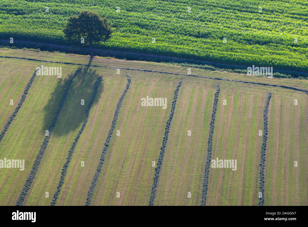 Zona agricola con campi, praterie e albero singolo dall'aria in primavera, Belgio, Kempen Foto Stock