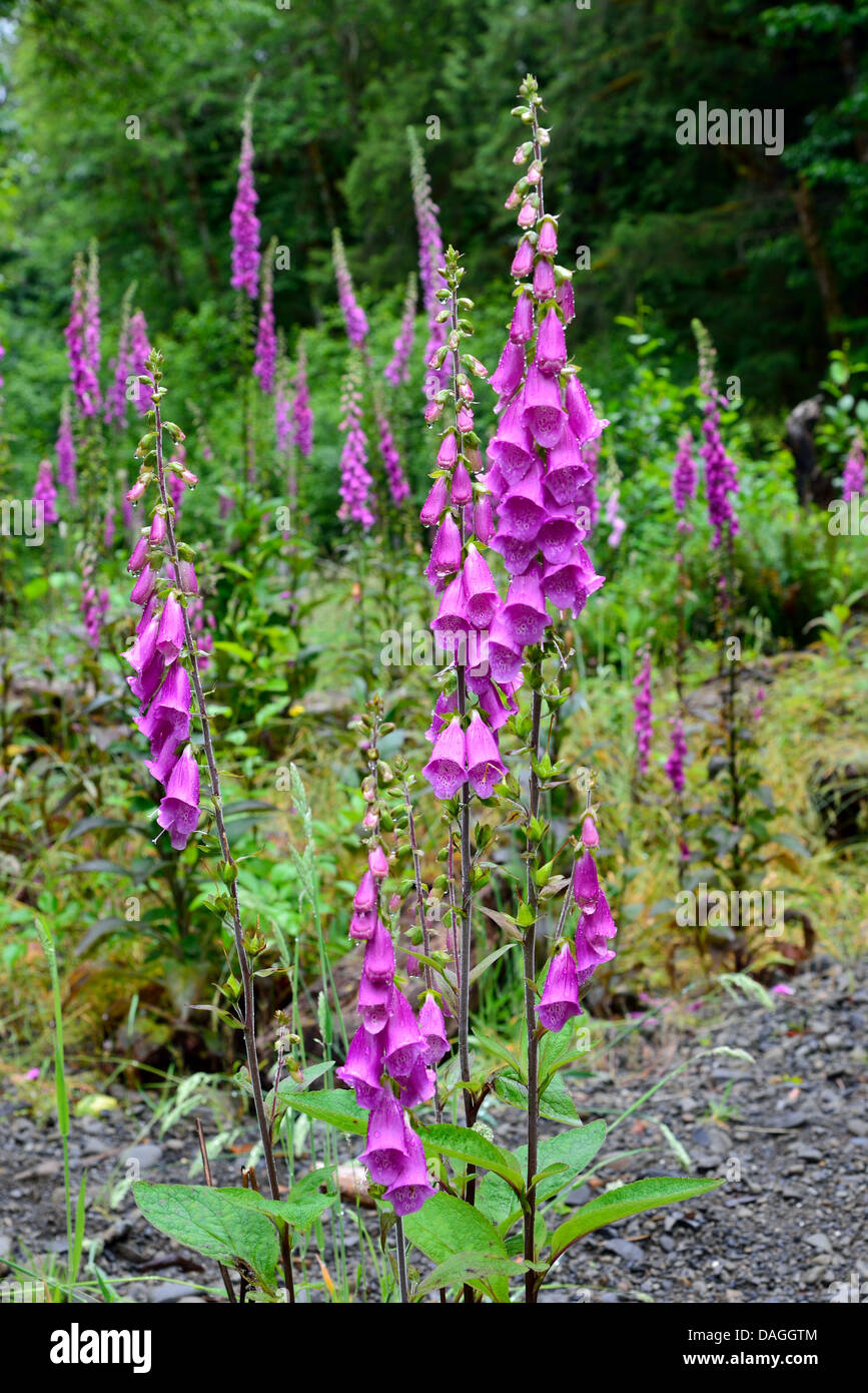 Fiori viola di comune Foxglove (Digitalis purpurea). Il Parco nazionale di Olympic, Washington, Stati Uniti d'America. Foto Stock