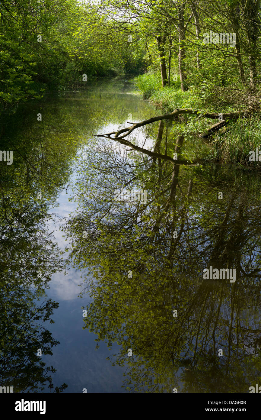 Backwaters riflessioni, spegnere il fiume Ouse Offord, Cambridgeshire, Inghilterra Maggio 2013. Foto Stock