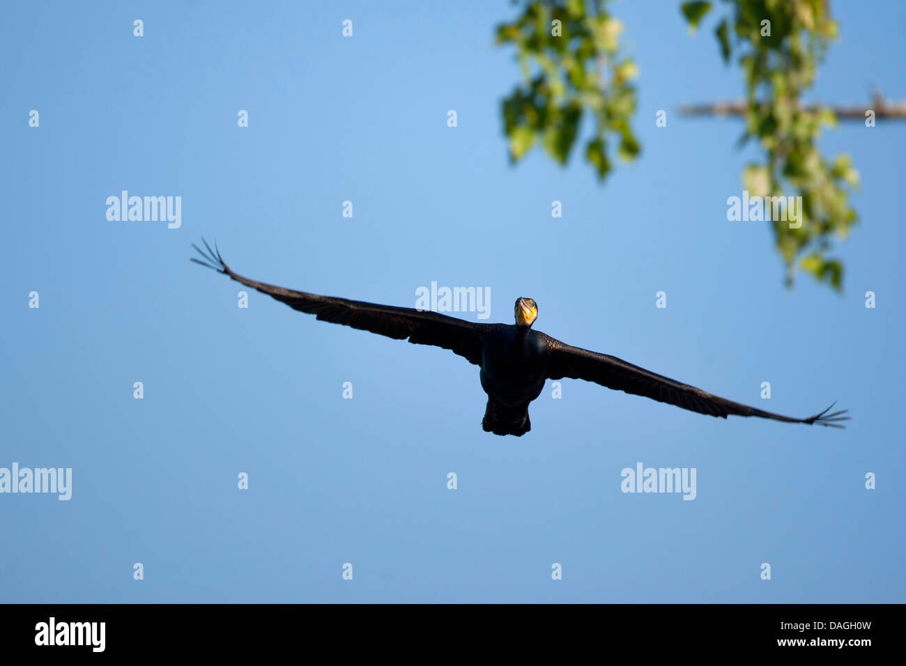 Cormorano (Phalacrocorax carbo), deltaplano, Belgio Foto Stock