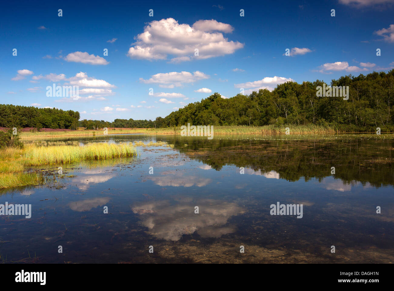 Lago di de Teut riserva naturale, Belgio, il Parco Nazionale Hoge Kempen, Limburg Foto Stock
