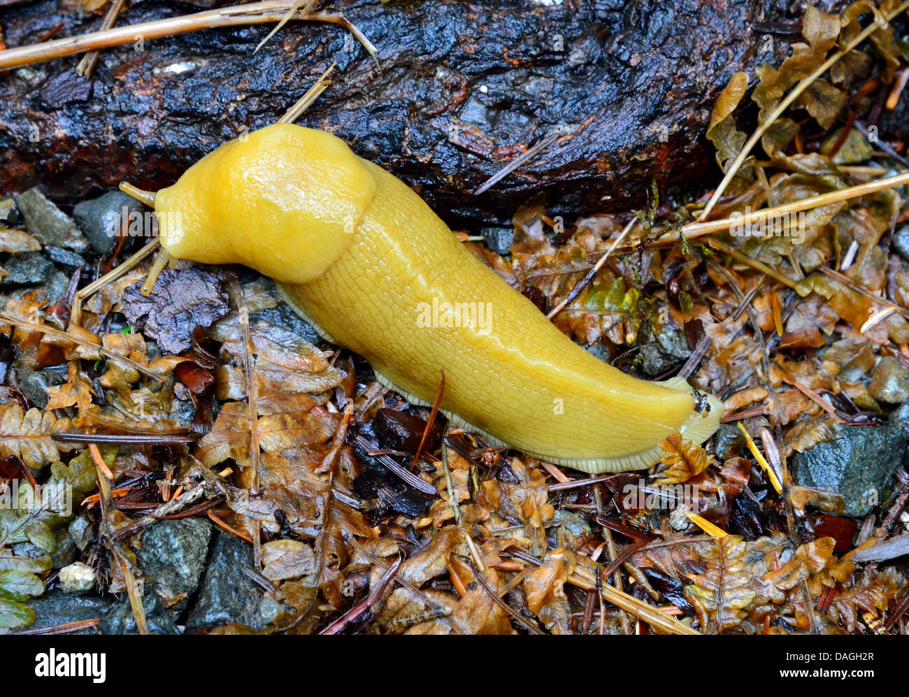 Una banana slug sul suolo della foresta. Il Parco nazionale di Olympic, Washington, Stati Uniti d'America. Foto Stock