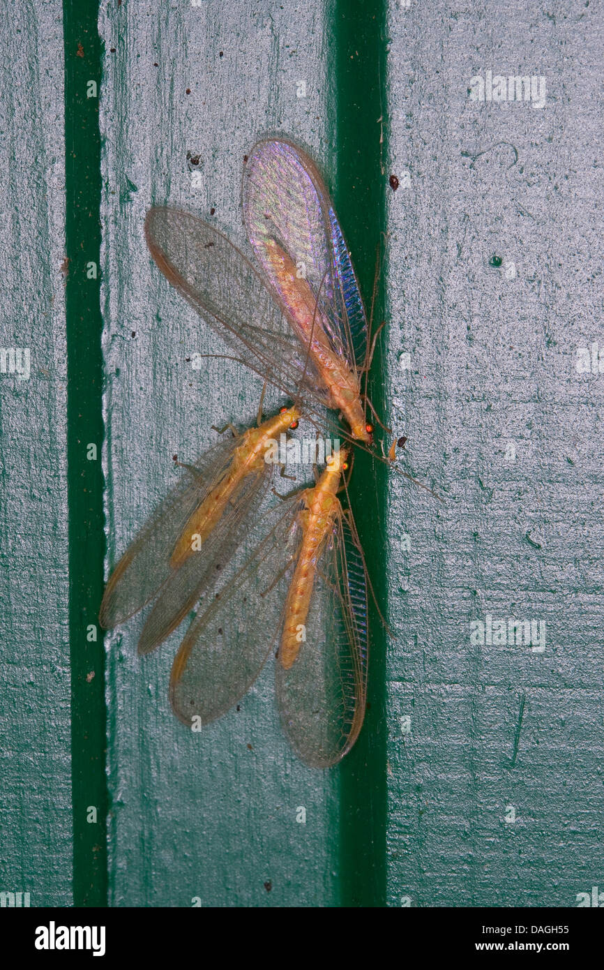 Verde comune lacewing (Chrysoperla carnea, Chrysopa carnea, Anisochrysa carnea), la modalità di ibernazione in una casa, Germania Foto Stock