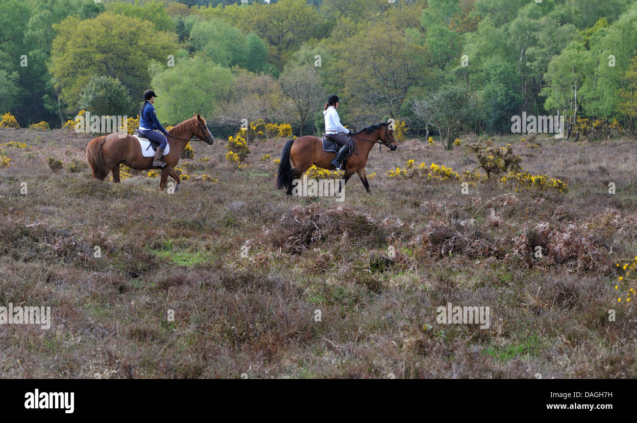 Due cavallo piloti nella nuova foresta, Hampshire, Inghilterra . Foto Stock