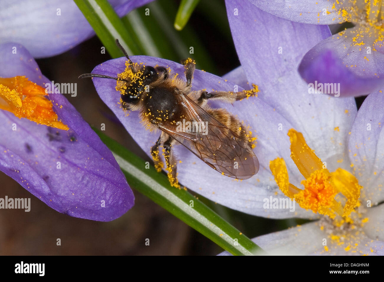 Mining bee, scavando bee (Andrena cfr praecox), femmina visisting un fiore crocus, Germania Foto Stock