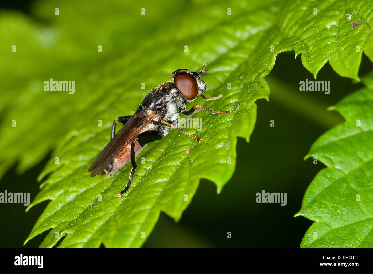 Hoverfly, passare il puntatore del mouse-fly (Tropidia scita), su una foglia, Germania Foto Stock