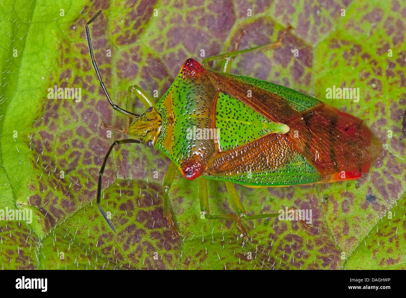 Biancospino Shieldbug (Acanthosoma haemorrhoidale), su una foglia, Germania Foto Stock