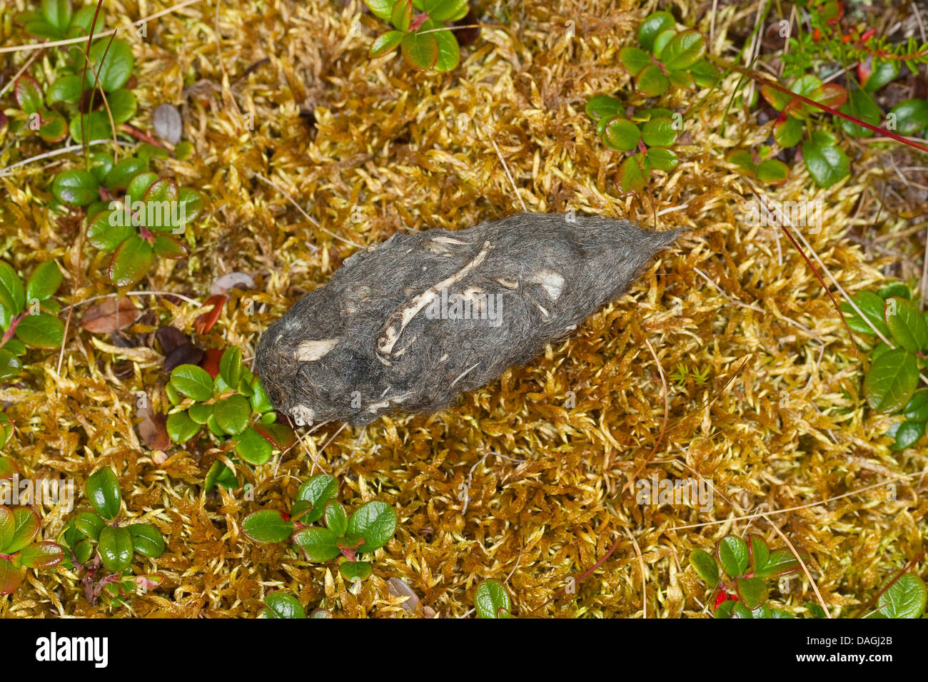 Corto-eared gufo comune (asio flammeus), cast Foto Stock