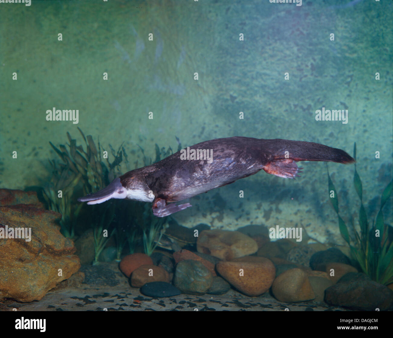 Platypus, anatra fatturati platypus (Ornithorhynchus anatinus), sotto l'acqua, Australia Foto Stock