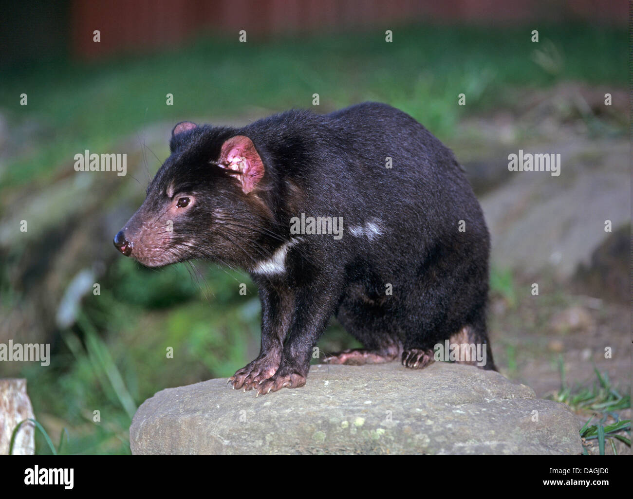 Diavolo della Tasmania (Sarcophilus harrisii, Sarcophilus harrisii), in piedi su una pietra, Australia Tasmania Foto Stock