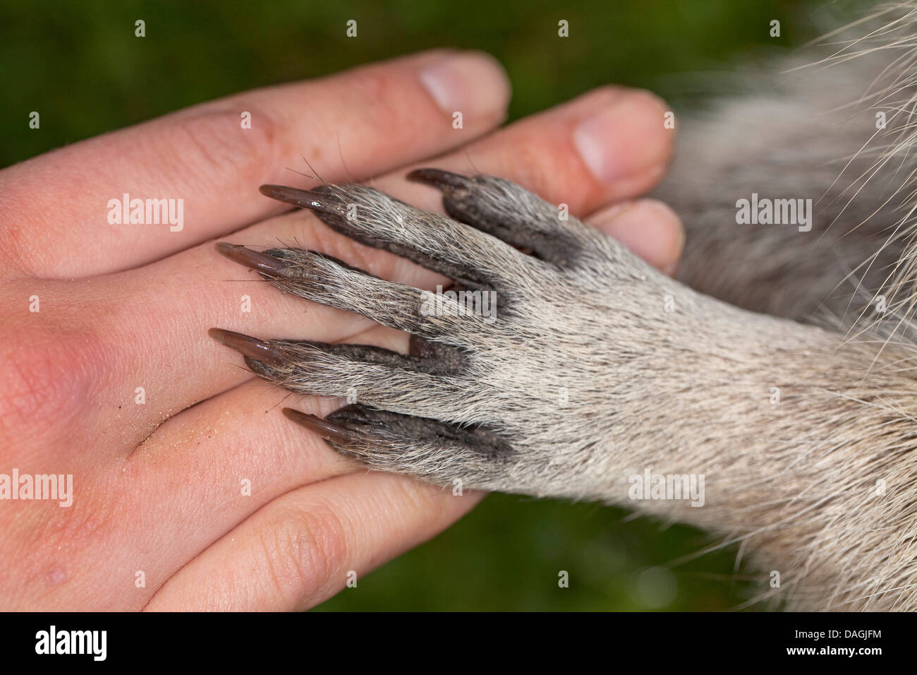 Procione comune (Procione lotor), zampata di una dolce giovane animale giacente sulla mano di una ragazza, Germania Foto Stock