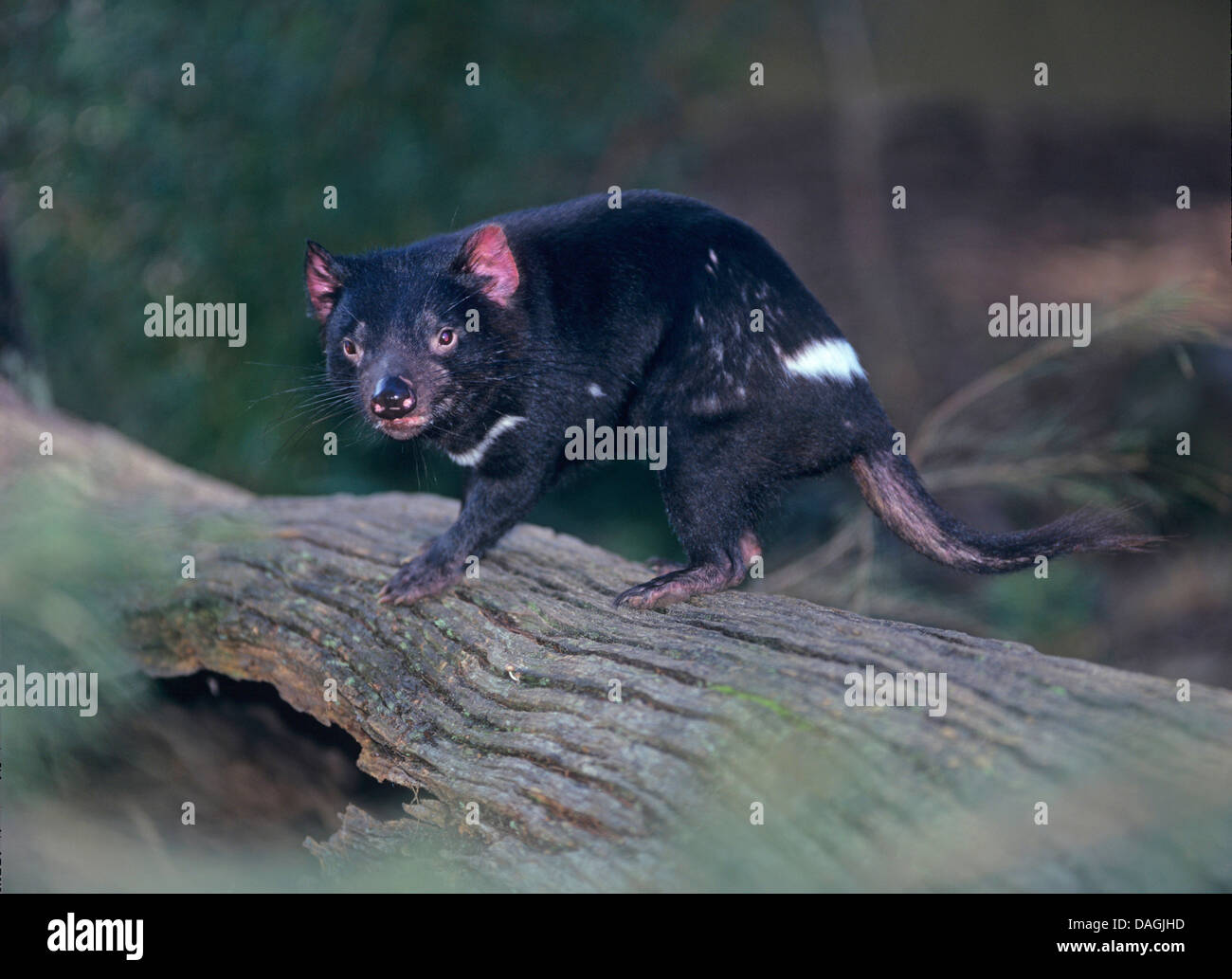 Diavolo della Tasmania (Sarcophilus harrisii, Sarcophilus harrisii), guardando alla fotocamera, Australia Tasmania Foto Stock