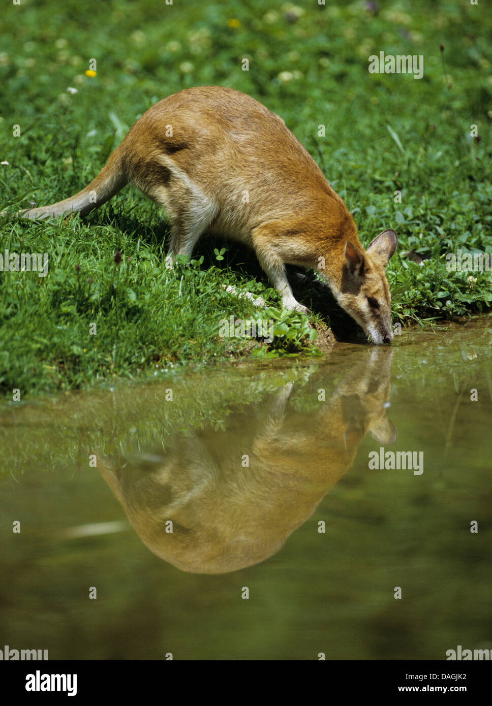 Agile wallaby, Sandy wallaby (Macropus agilis, Wallabia agilis), acqua potabile, Australia Foto Stock