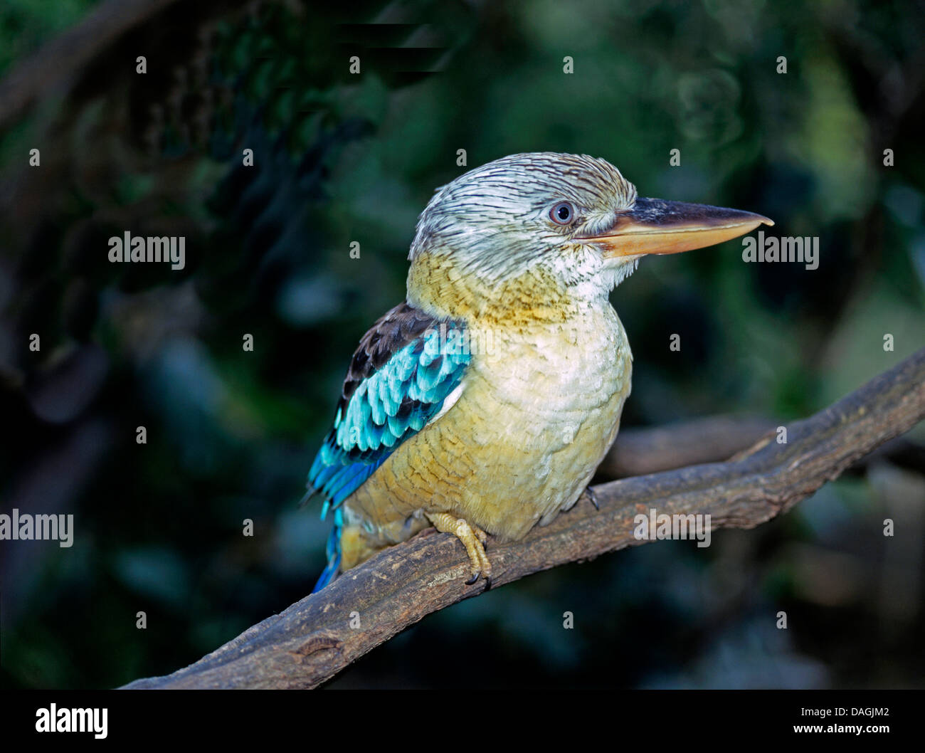 Blu-winged kookaburra (Dacelo leachii), seduto su un ramo, Australia Foto Stock